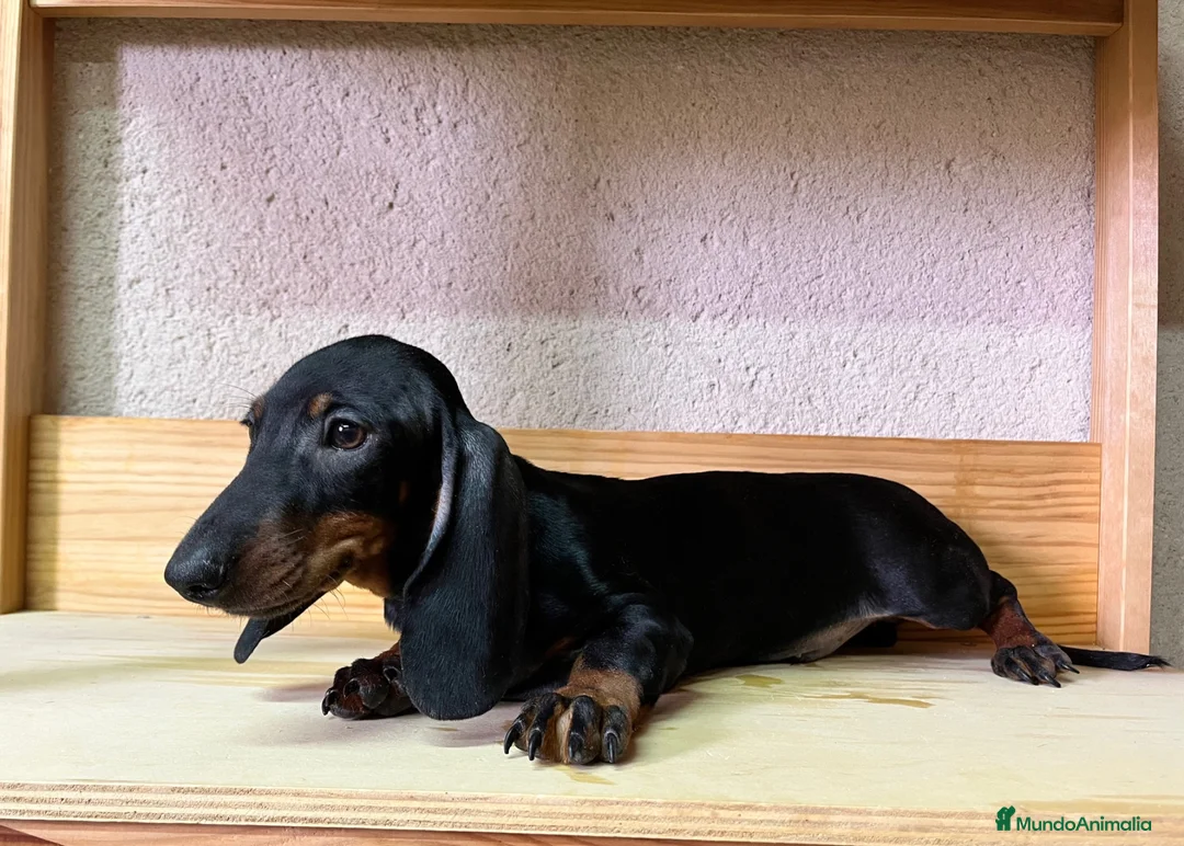 Teckel perros en venta: Teckel - Anuncio 2