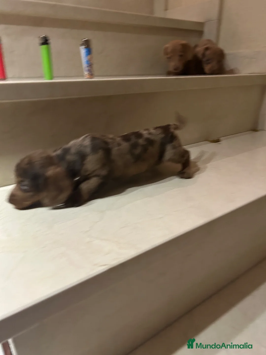 Teckel Miniatura perros en venta: Tekel Kaninchen De Exposición Microscópicos Toy - Anuncio 2