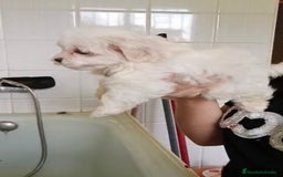 Bichón Maltés perros en venta: Bichón maltés  - Imagen 2