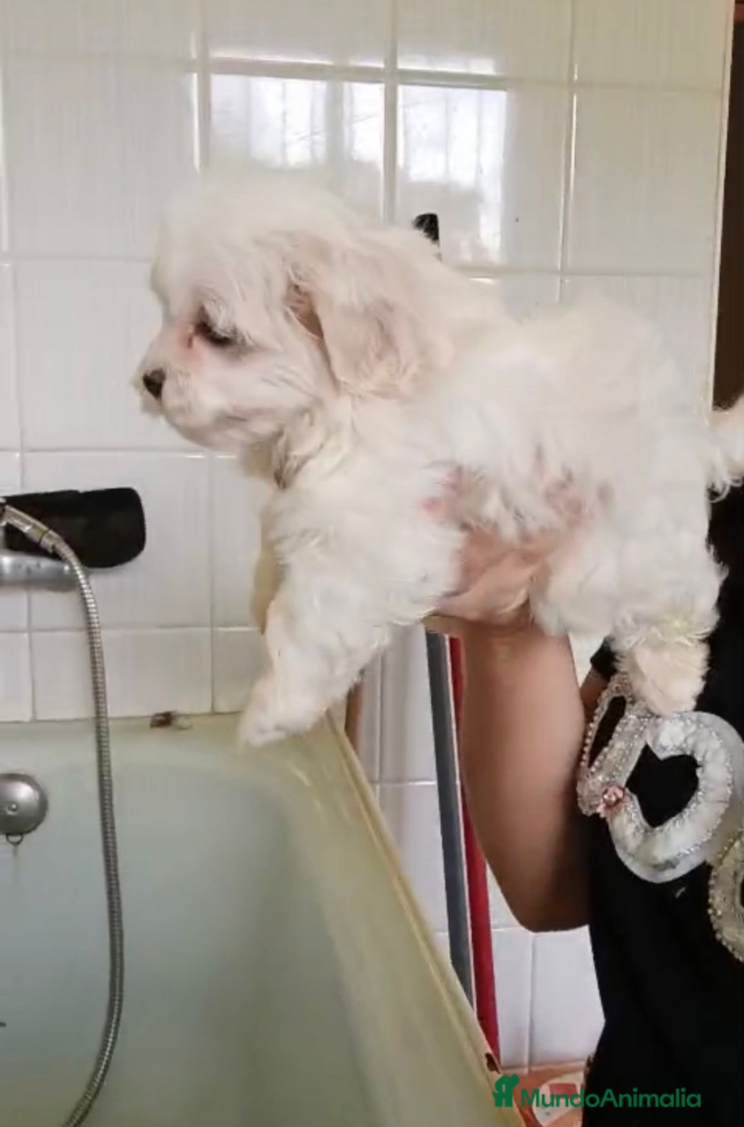 Bichón Maltés perros en venta: Bichón maltés  - Imagen 2