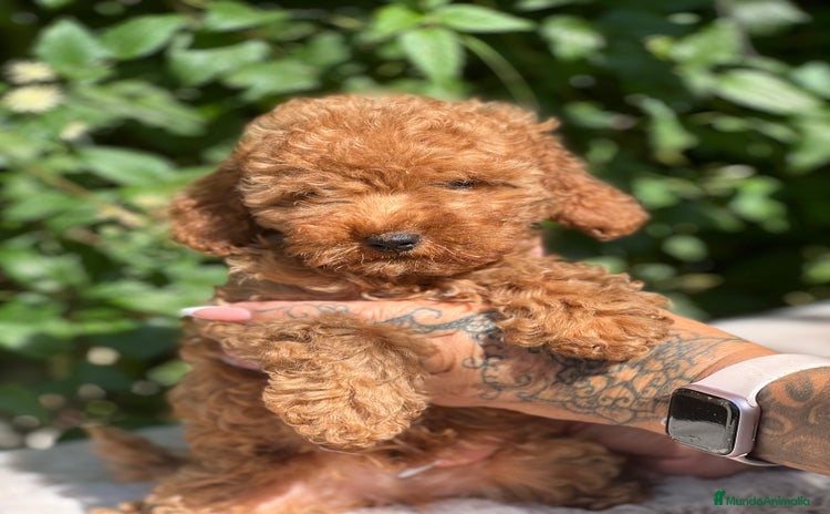 Caniche Toy perros - Anuncio 6