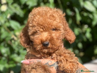 Caniche Toy perros - Anuncio 16