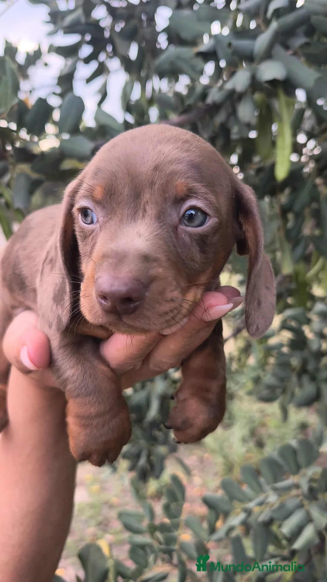 Teckel Miniatura perros en venta: Teckel exclusivo Arlequín ojos azules ♂️ - Anuncio 2