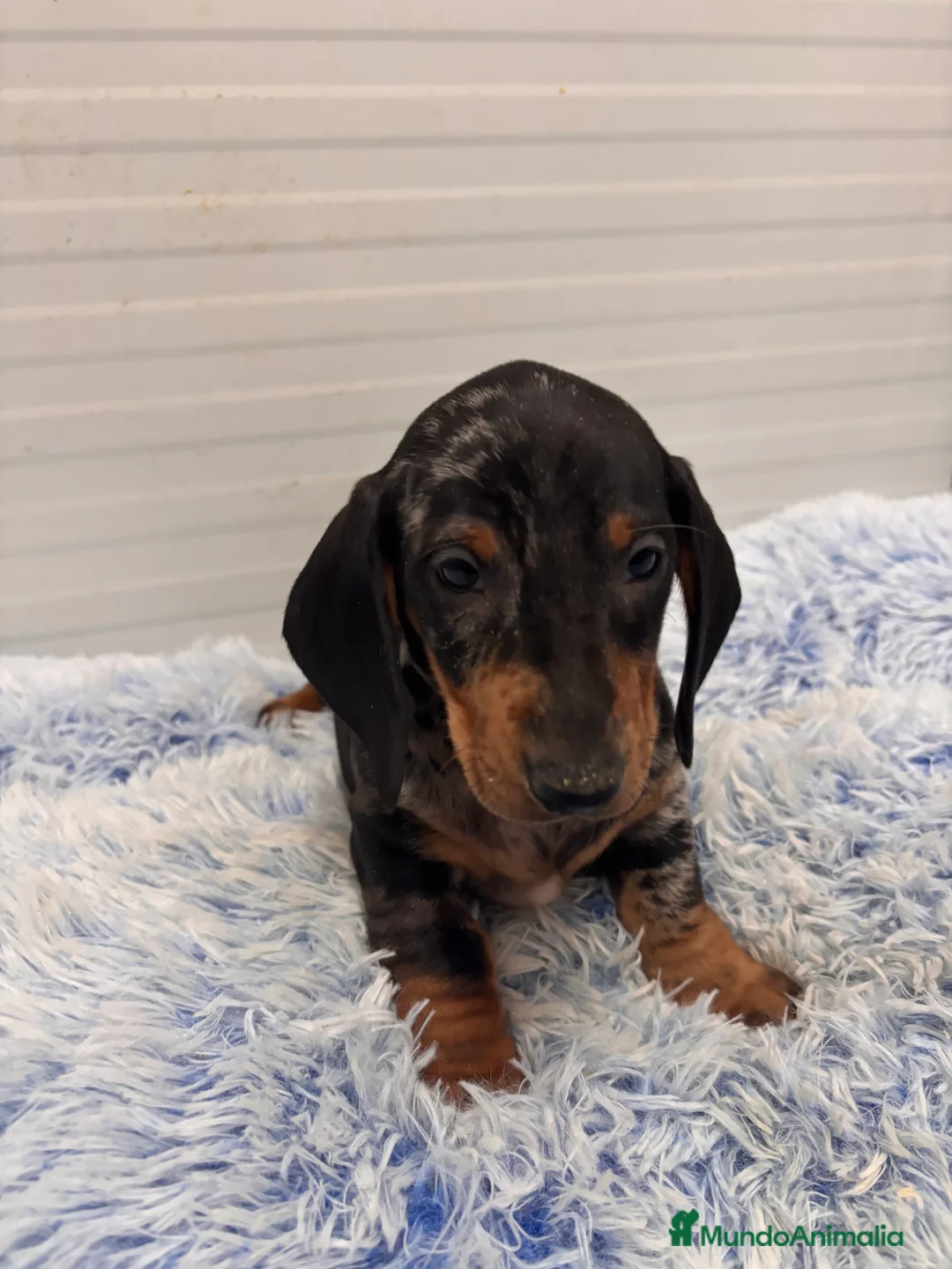 Teckel perros en venta: TECKEL STANDARD - Anuncio 9