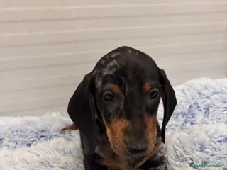 Teckel perros TECKEL STANDARD - Anuncio 13