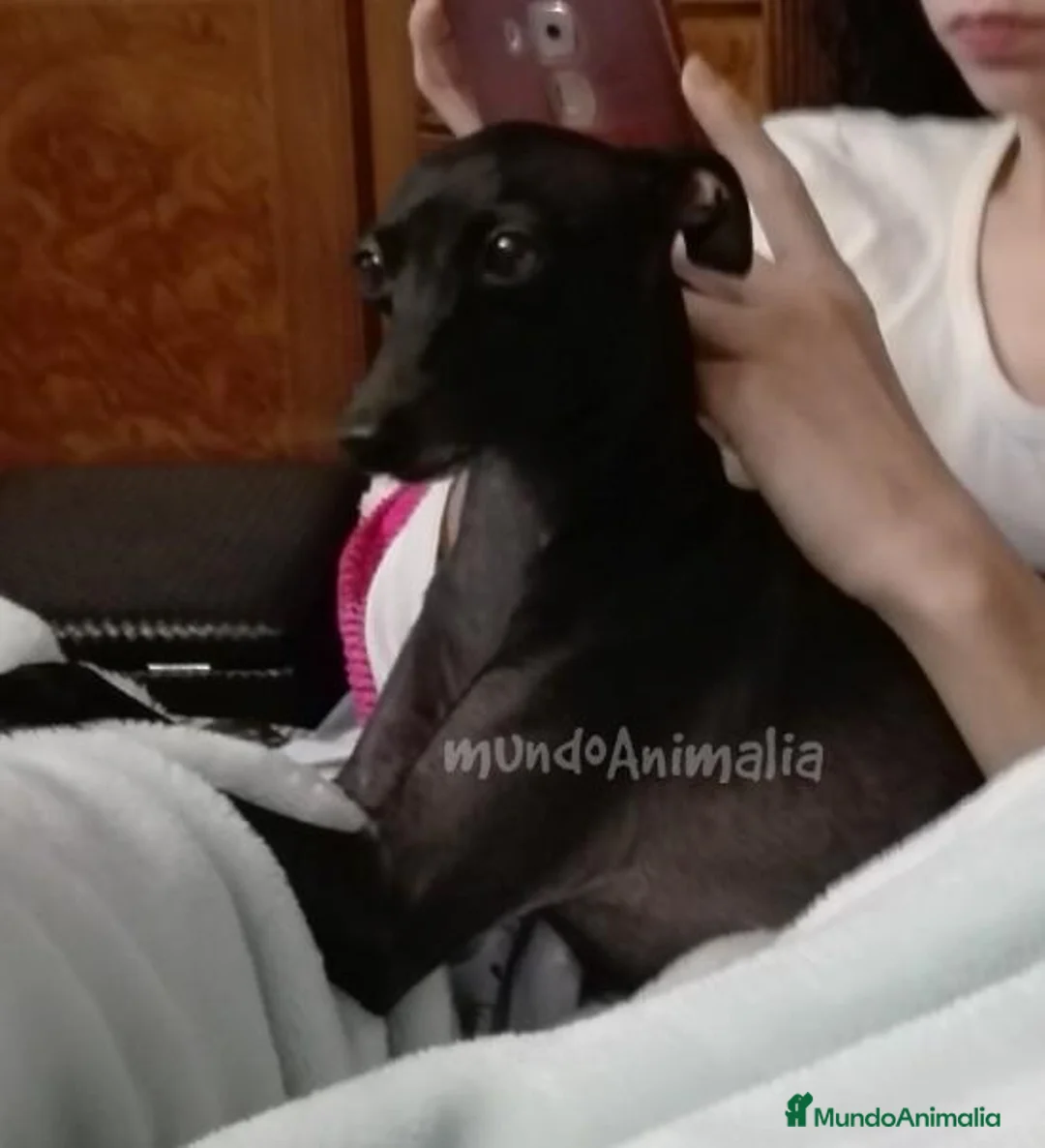 Imagen de galería {{count}}