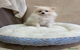 Pomerania perros en venta: Lulu pomerania toy - Anuncio 3