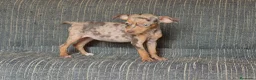 Pinscher Miniatura perros en venta: Pincher miniatura merle Chocolate  - Anuncio 2