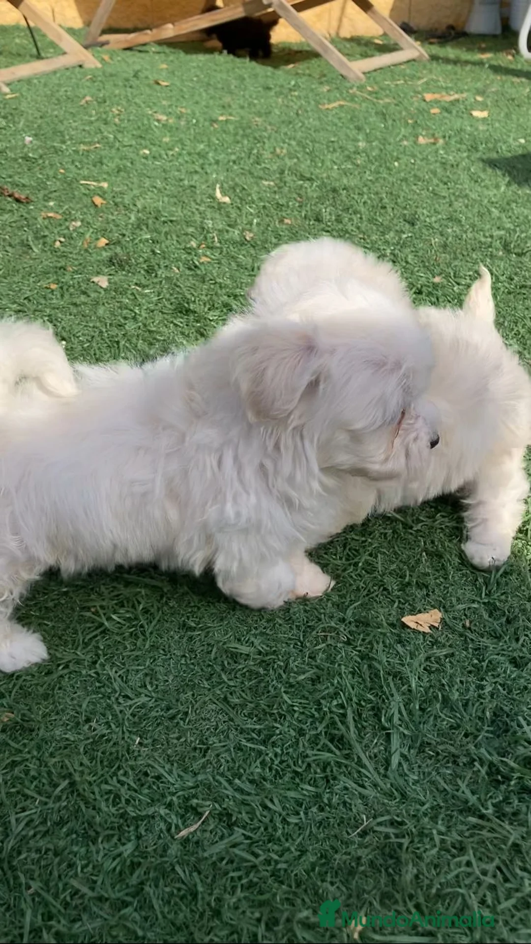 Maltipoo perros en venta: Maltipoo  - Anuncio 2