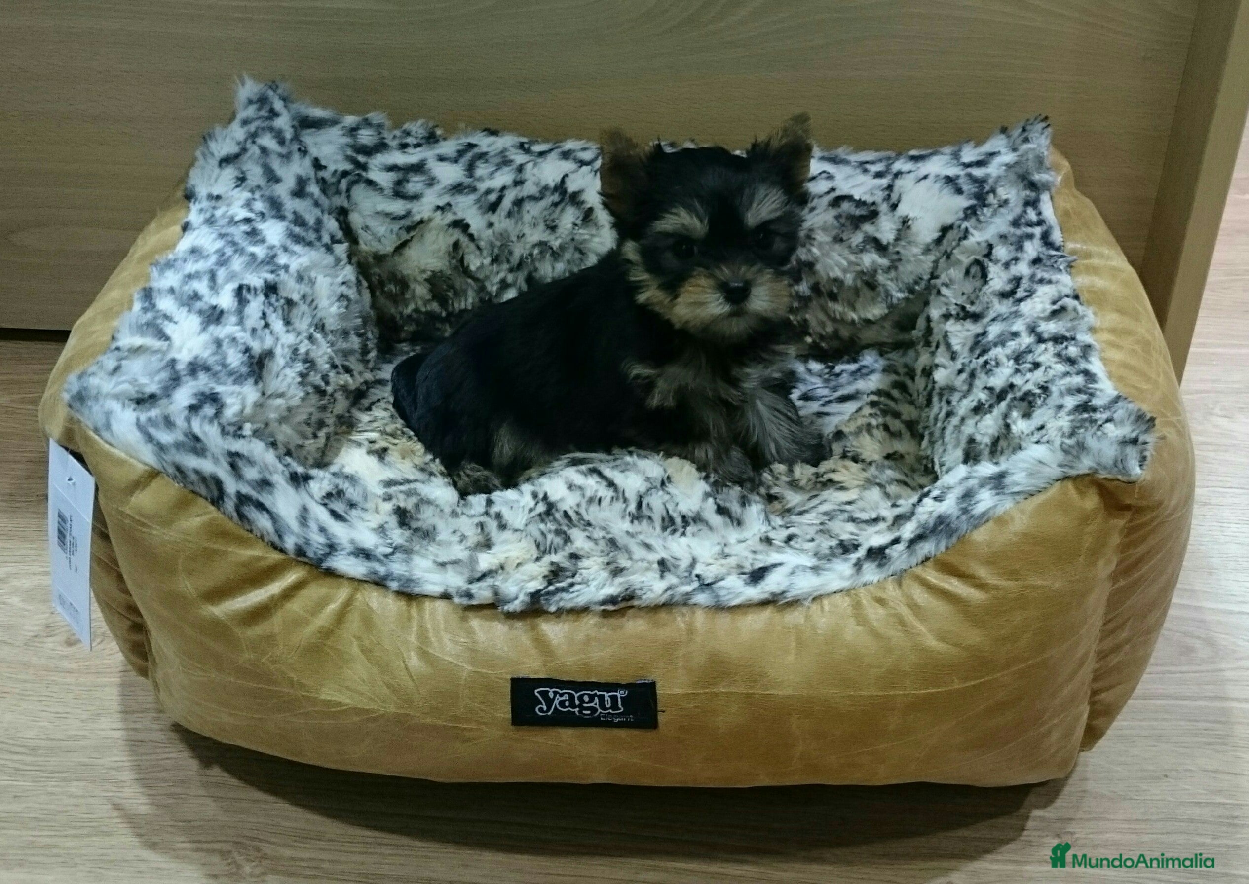 Yorkshire Terrier perros Yorkshire Terrier en Barcelona - Anuncio 2