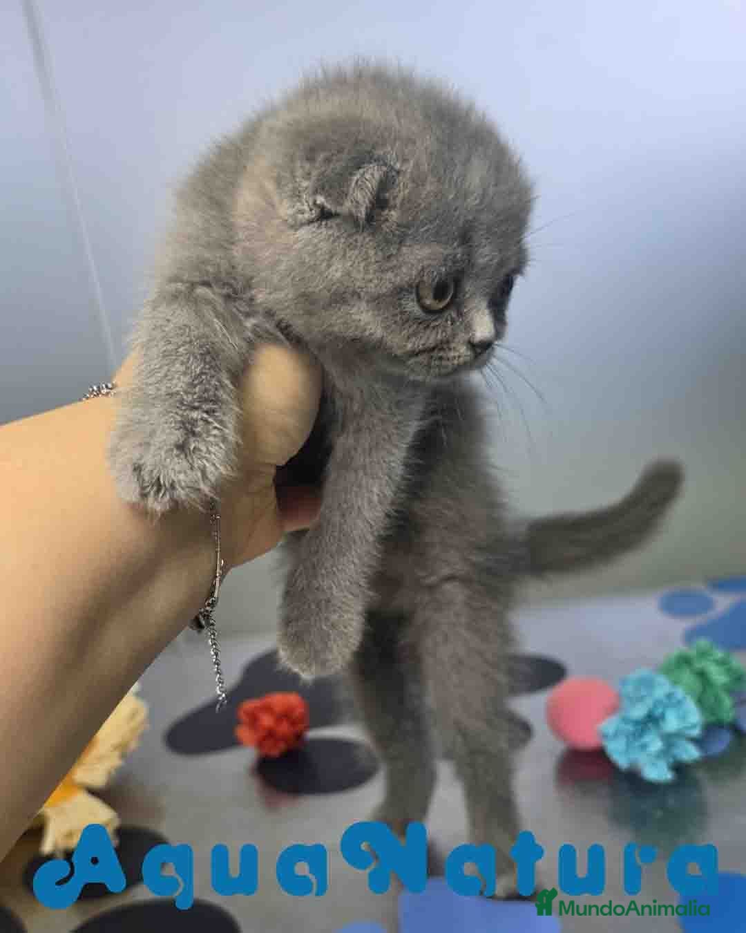 Scottish Fold gatos Scottish Fold Hembra 6338 AQUANATURA - Anuncio 3