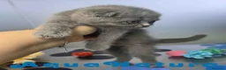 Scottish Fold gatos en venta: Scottish Fold Hembra 6338 AQUANATURA - Anuncio 1