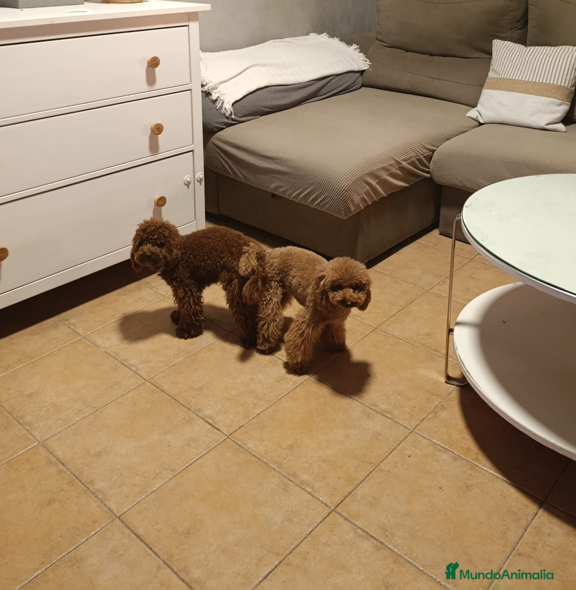 Caniche Toy perros en venta: Últimos machitos caniche toy apricot  - Anuncio 2