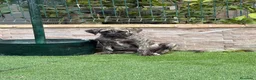Presa Canario perros en venta: Disponible presa canario  - Anuncio 5