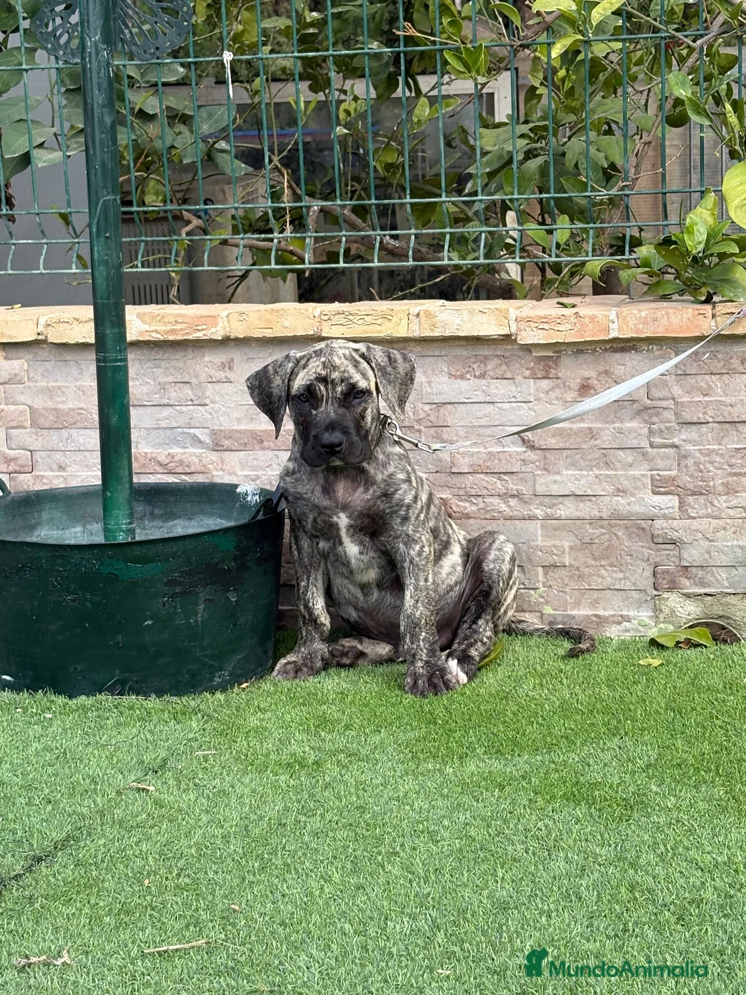 Presa Canario perros en venta: Disponible presa canario  - Anuncio 5