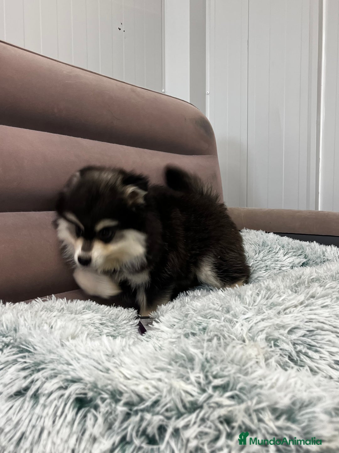 Pomsky perros en venta: Pomsky miniatura multigeneracional  - Anuncio 6