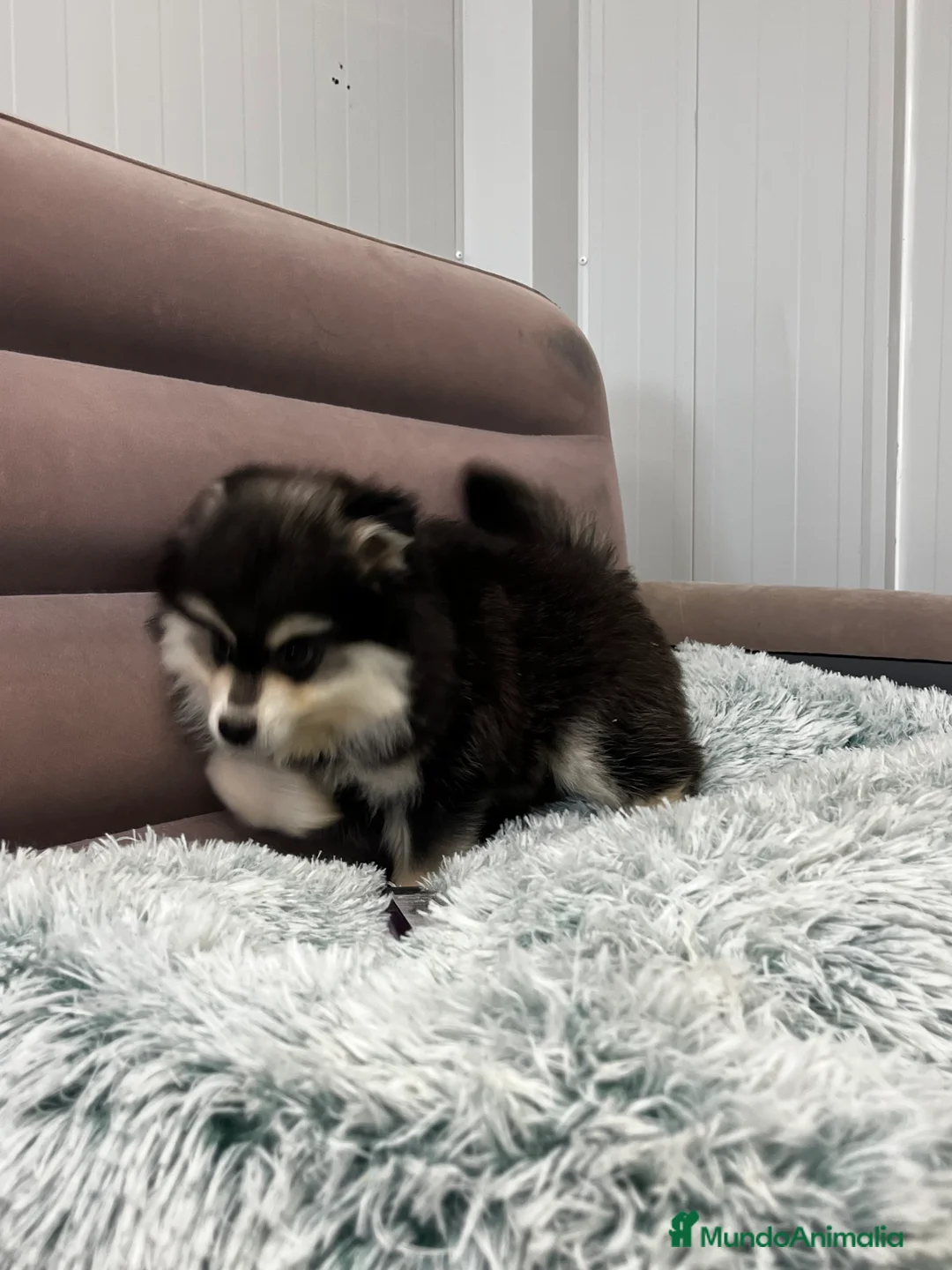 Pomsky perros en venta: Pomsky miniatura multigeneracional  - Anuncio 8