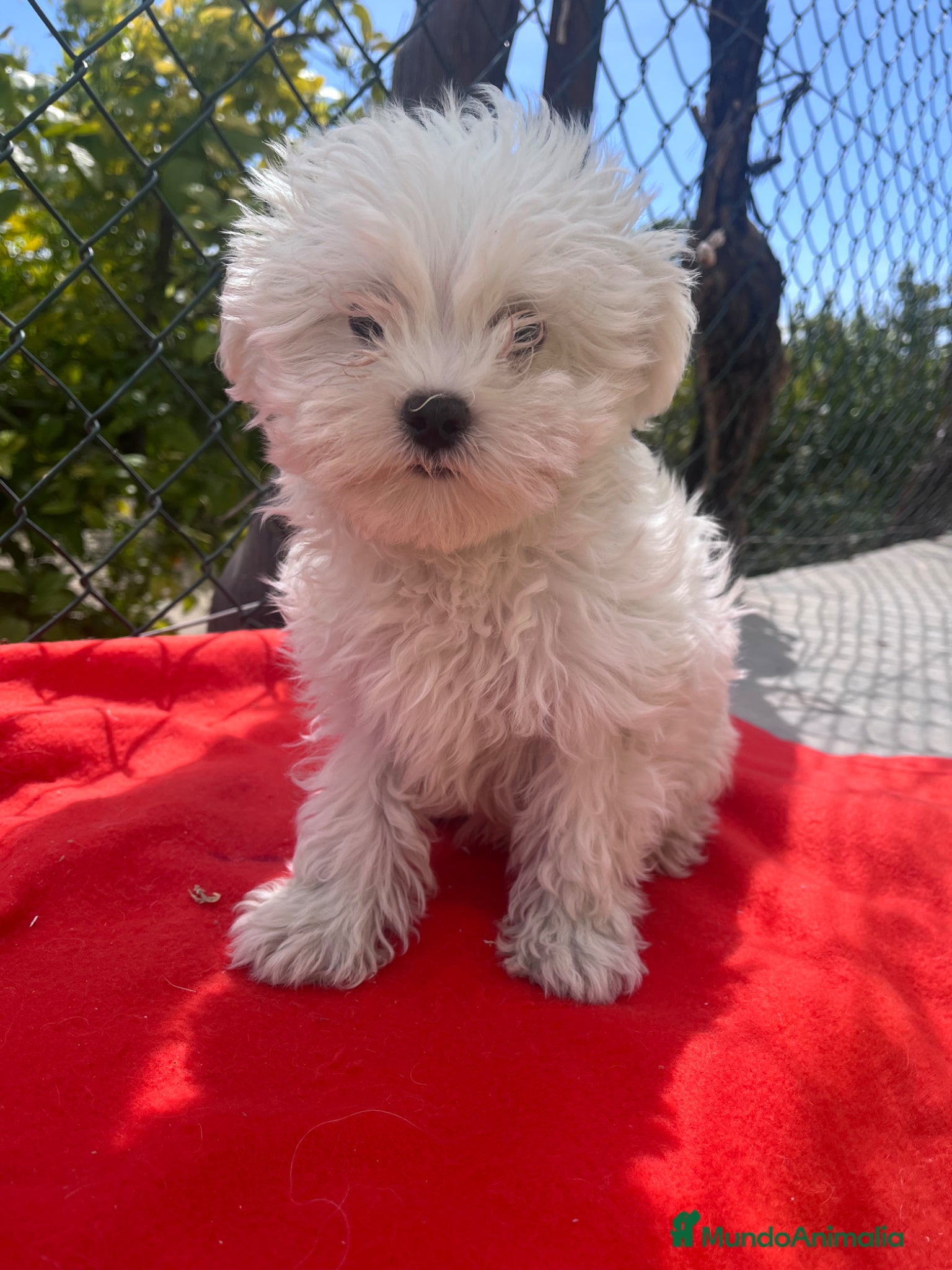 Bichón Maltés perros PRECIOSO BICHON MALTÉS MINI  - Anuncio 2