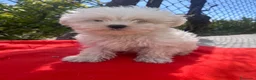 Bichón Maltés perros en venta: PRECIOSO BICHON MALTÉS MINI  - Anuncio 1
