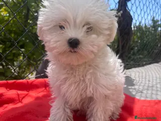 Bichón Maltés perros PRECIOSO BICHON MALTÉS MINI - Anuncio 13