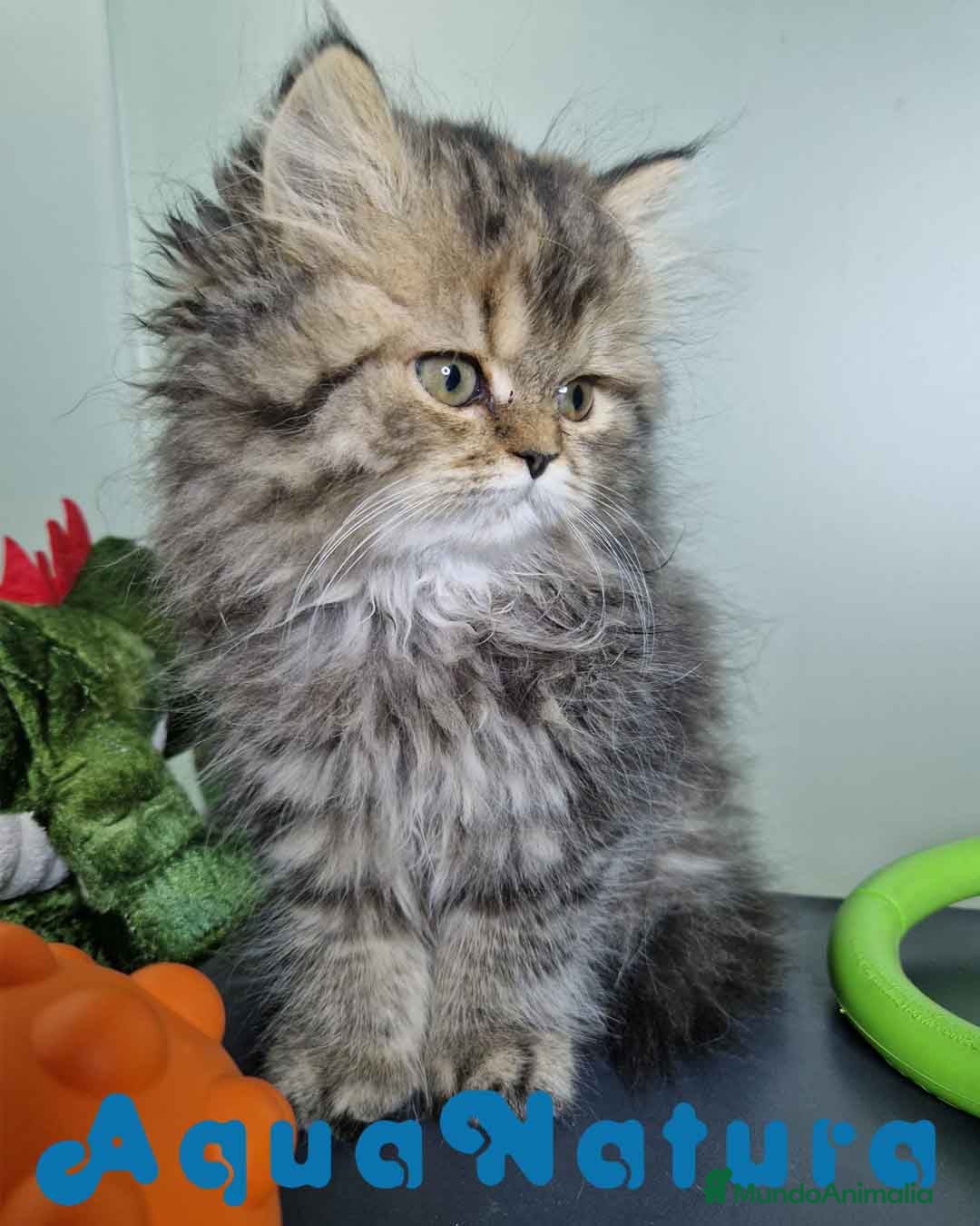 Persa gatos en venta: Persa Hembra Virgi 7727 AQUANATURA - Imagen 8