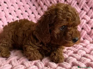 Caniche Toy perros caniche toy - Anuncio 18