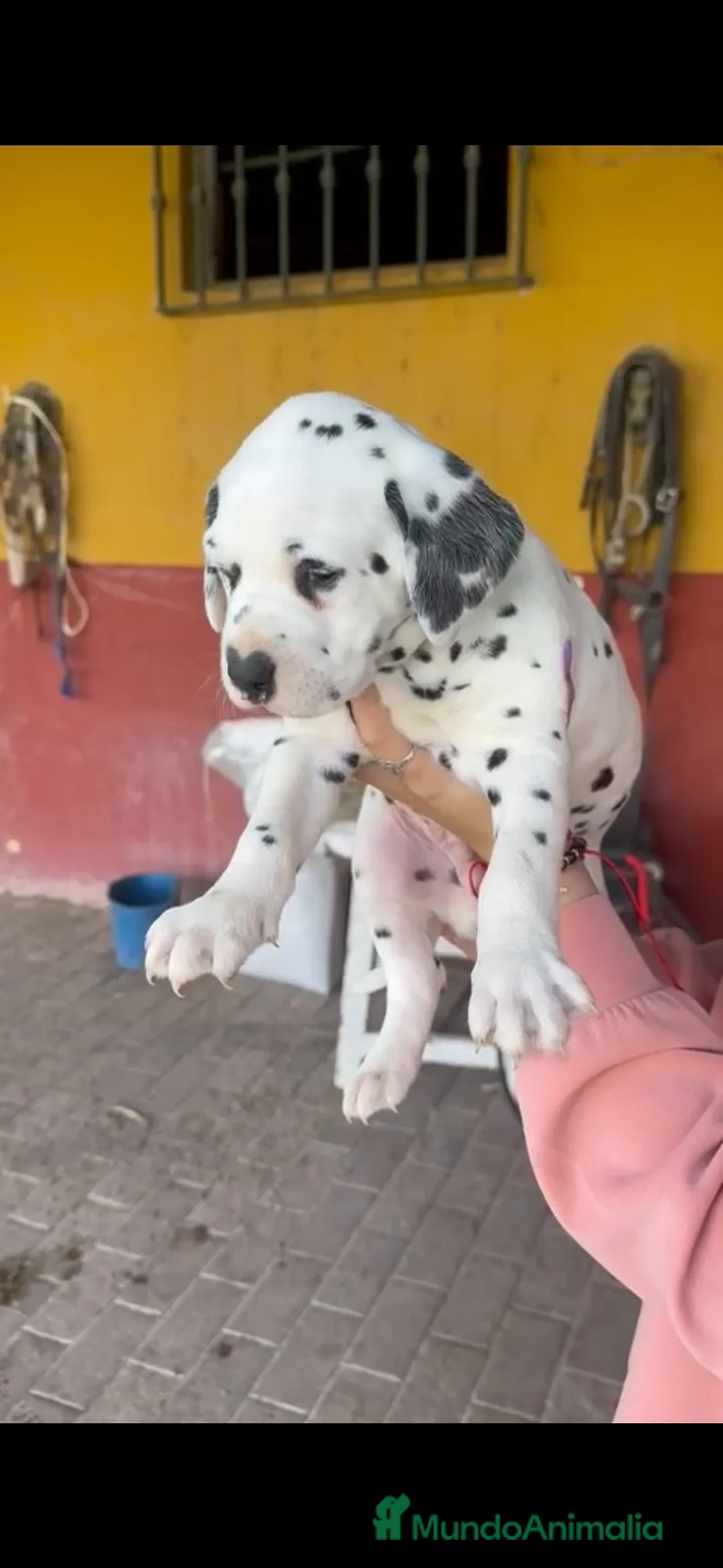 Dálmata perros en venta: Precioso y último dálmata disponible!! en Málaga - Anuncio 1