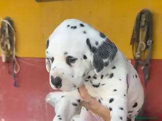 Dálmata perros Precioso y último dálmata disponible!! - Anuncio 5