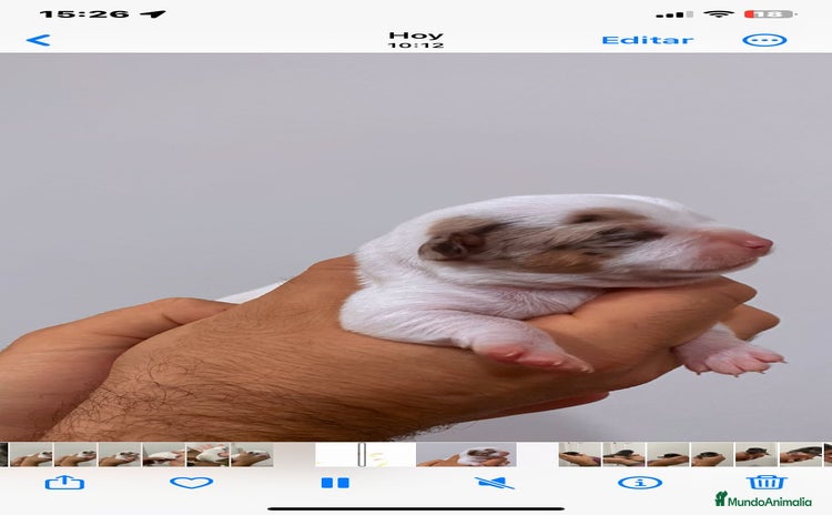 Chihuahua perros Chihuahua  - Anuncio 4