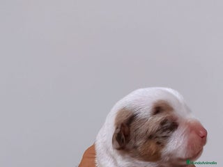 Chihuahua perros Chihuahua - Anuncio 5