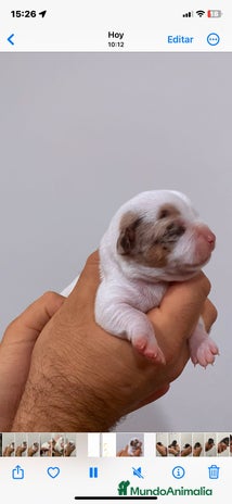 Chihuahua perros Chihuahua - Anuncio 4