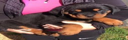 Rottweiler perros en venta: ROTTWEILER CACHORROS DISPONIBLES - Anuncio 4