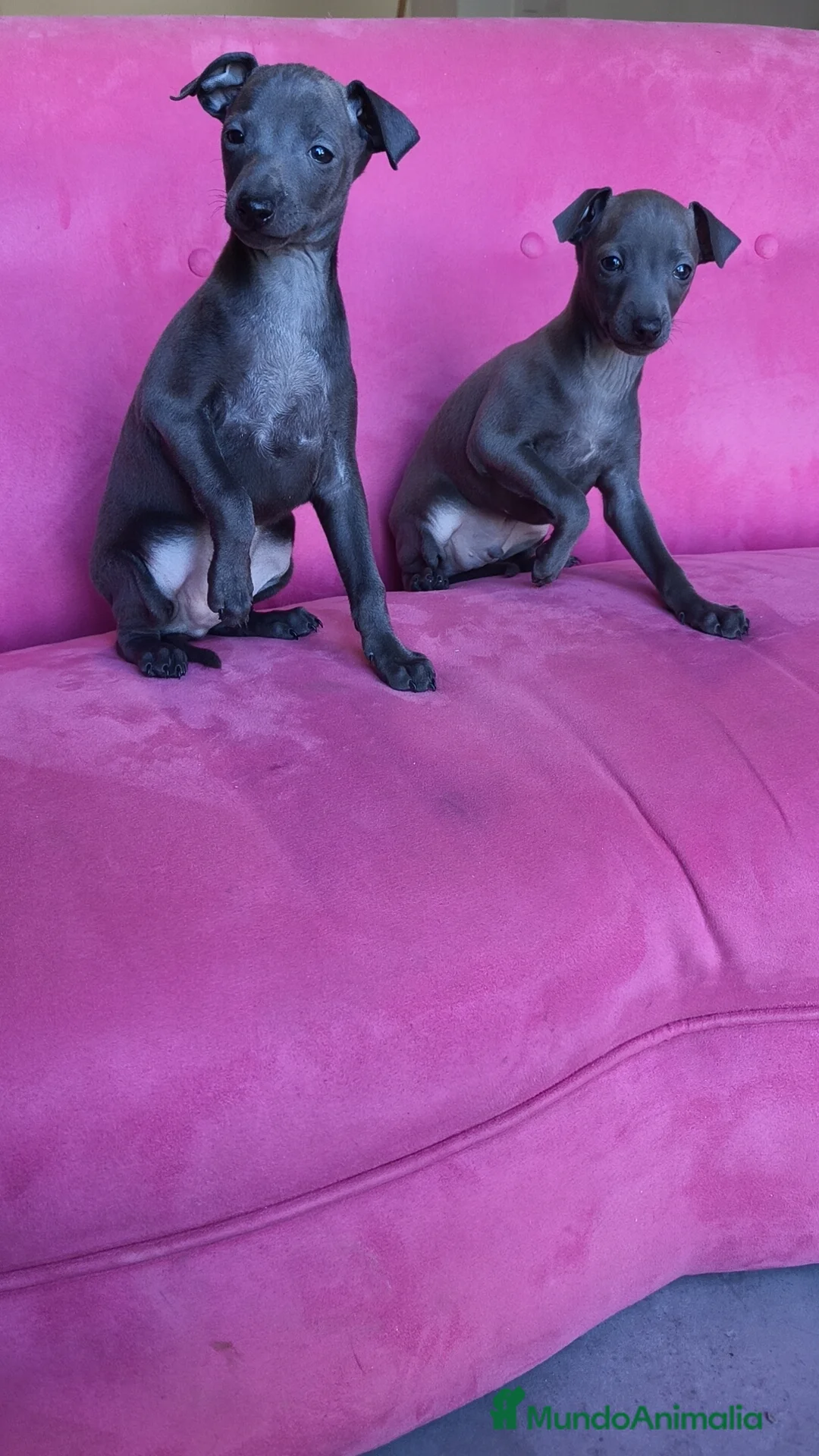 Pequeño Lebrel Italiano perros en venta: Pequeño lebrel Italiano Piccolo Galgo italiano  - Anuncio 6