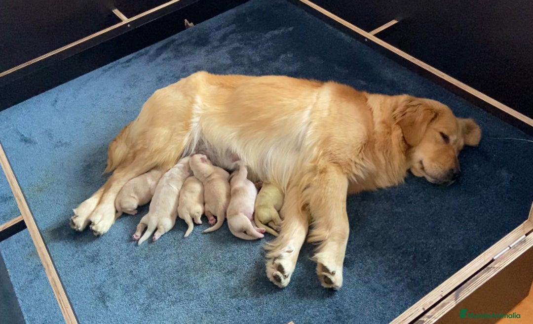 Golden Retriever perros en venta: Golden americano  - Anuncio 4