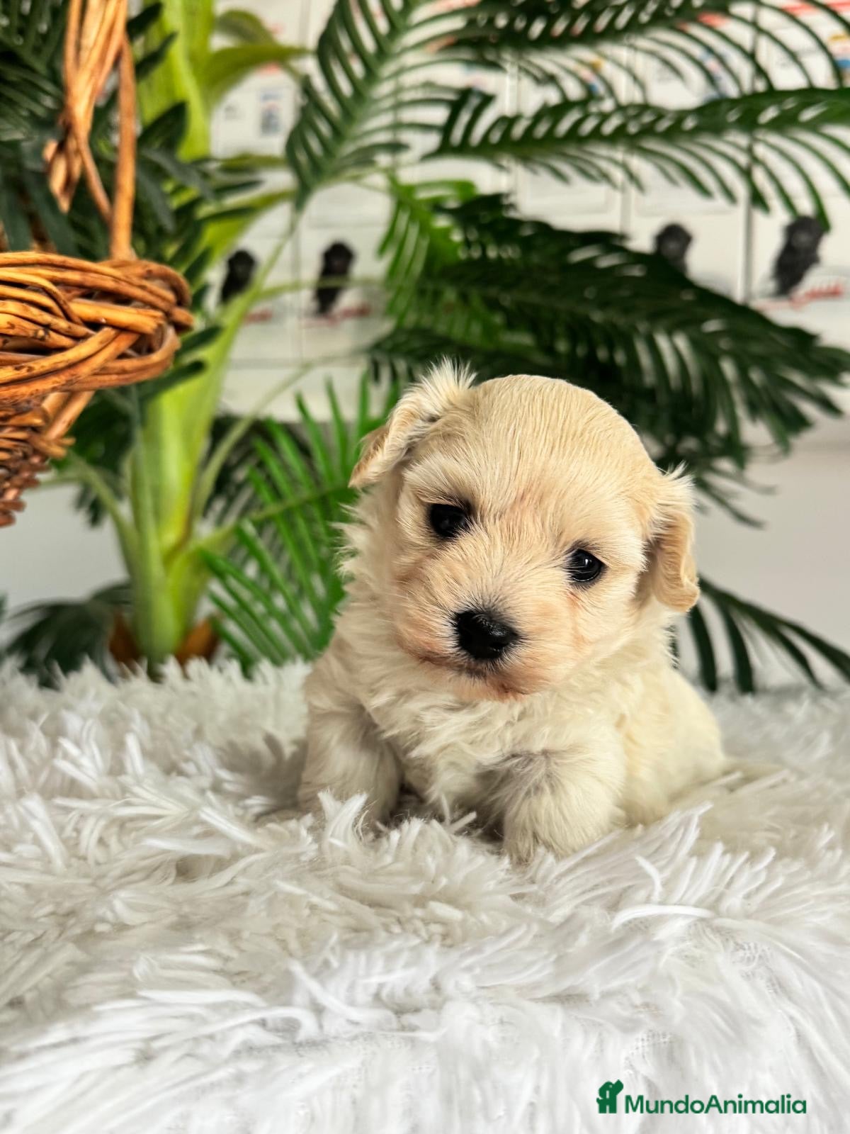 Maltipoo perros en venta: MALTIPOO HEMBRA - Anuncio 2