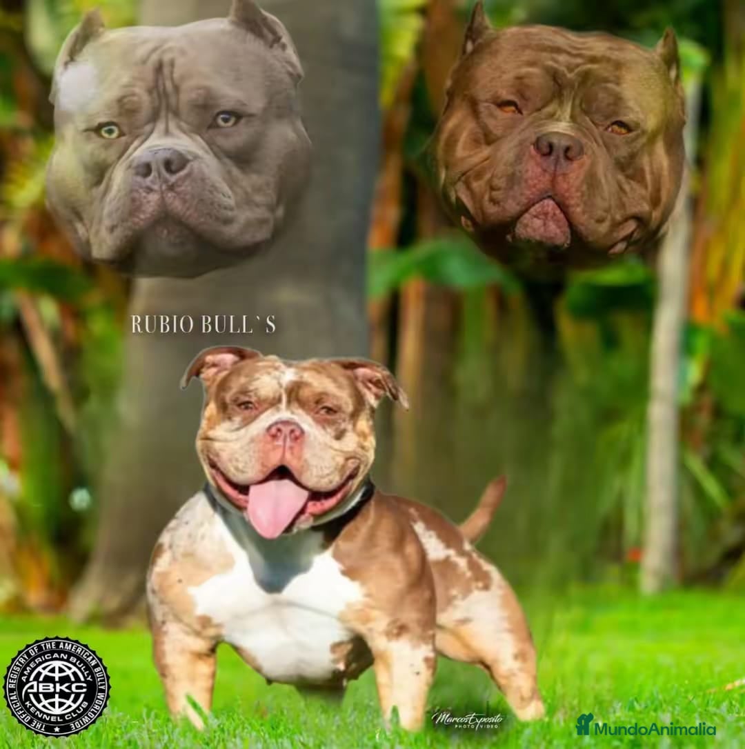 American Bully perros american bully micro  - Anuncio 2