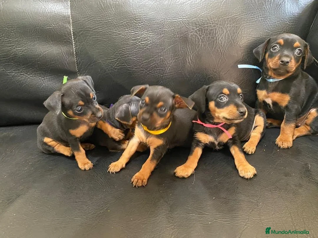 Pinscher Miniatura perros en venta: Pincher toy en Ciudad Real - Anuncio 1