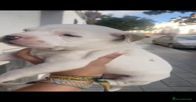 American Staffordshire-Terrier perros - Anuncio 4