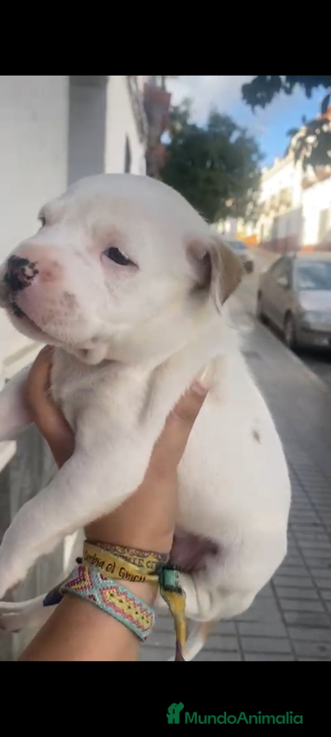 American Staffordshire-Terrier perros en venta: Última pareja de american stanfor!! - Imagen 2
