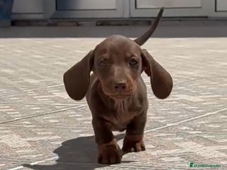 Teckel perros en Cáceres - Anuncio 2