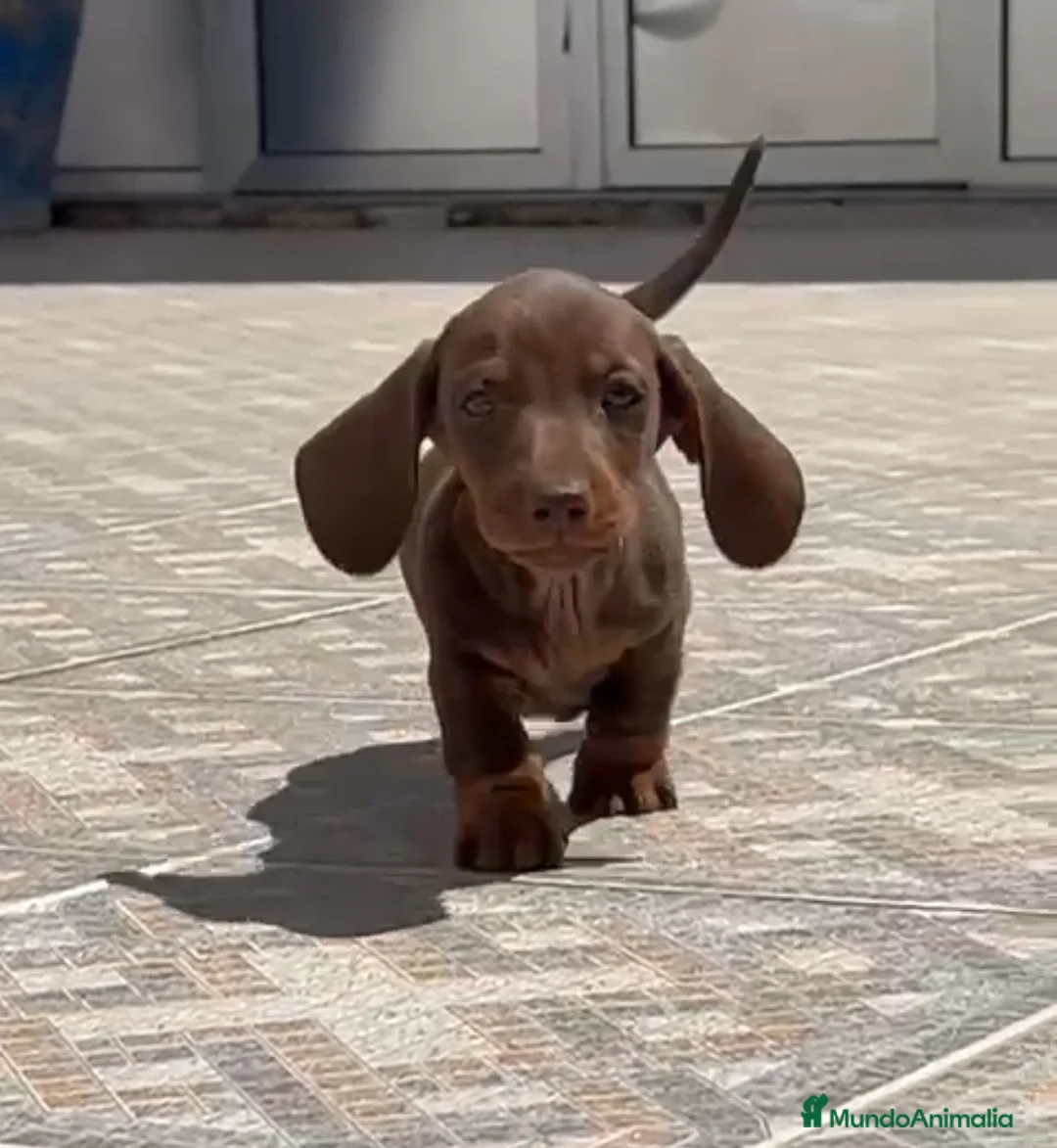 Teckel perros en venta: Teckel merle chocolate en Cáceres - Anuncio 1