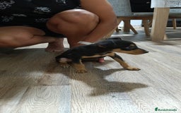 Pinscher Miniatura perros en venta: Macho pinche - Imagen 4