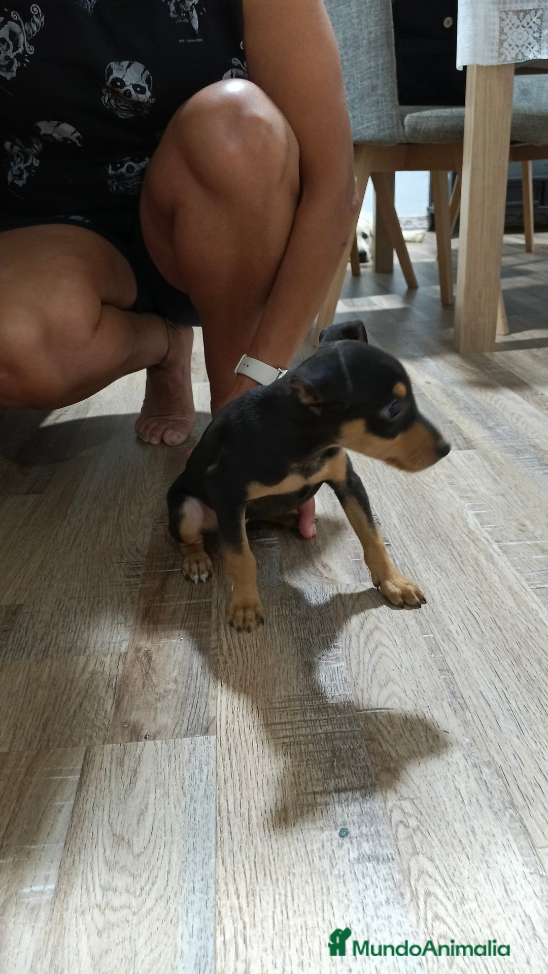 Pinscher Miniatura perros en venta: Macho pinche - Imagen 4