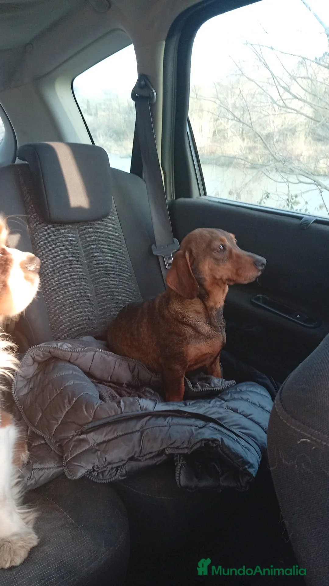 Teckel Miniatura perros en venta: Teckel mini - Anuncio 2