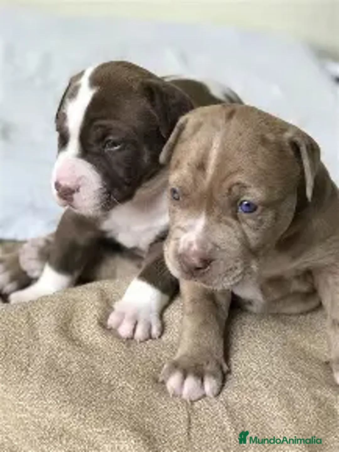 American Pit Bull Terrier perros en venta: PITBULL, VARIOS COLORES DISPONIBLES.  - Anuncio 1
