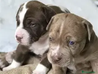 American Pit Bull Terrier perros PITBULL, VARIOS COLORES DISPONIBLES. - Anuncio 12