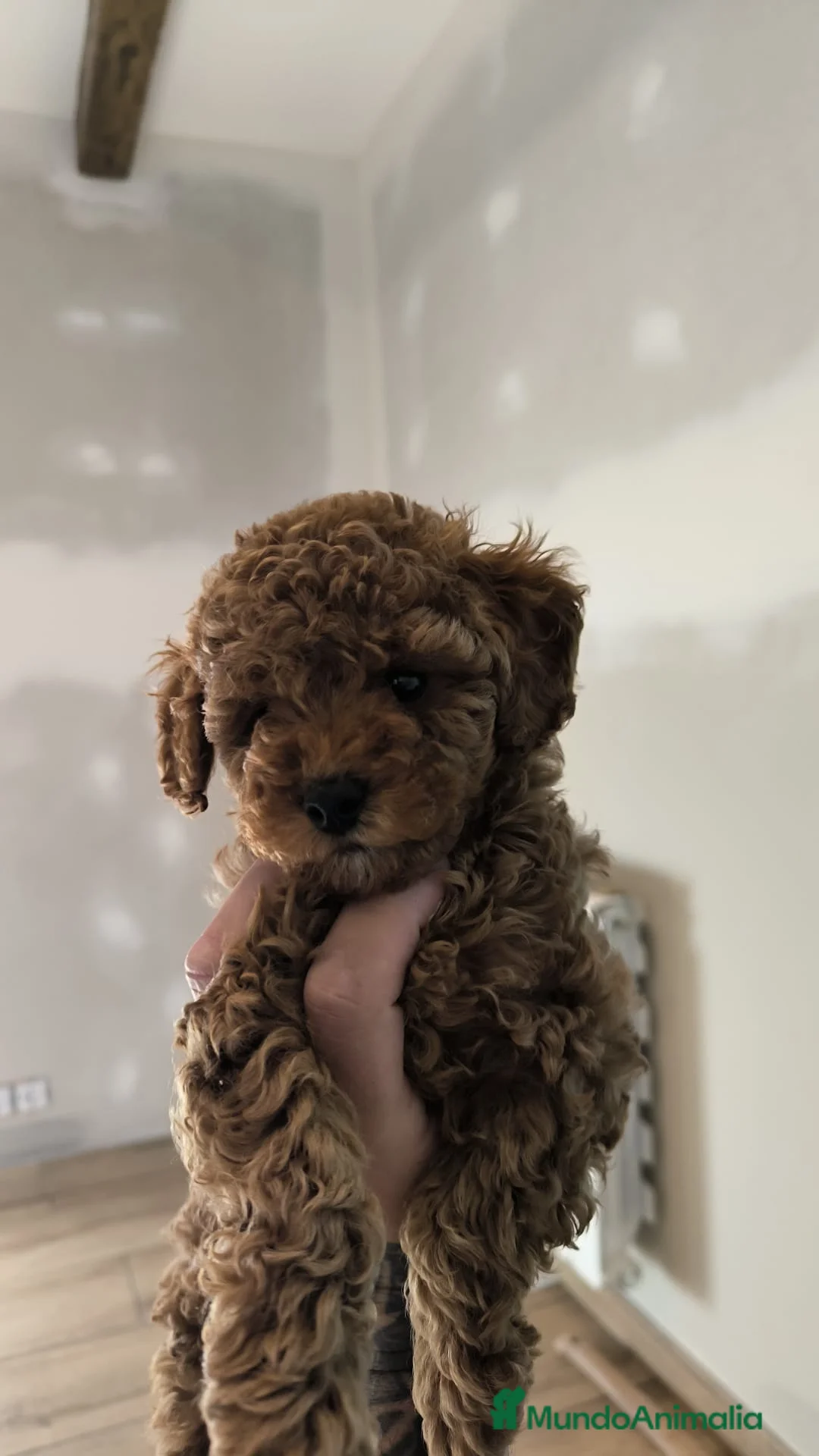 Caniche Toy perros en venta: Caniche Toy rojo  - Anuncio 1