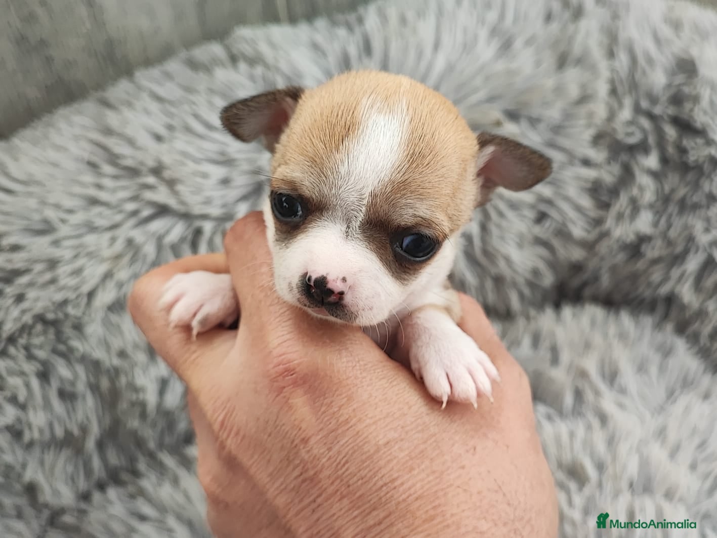 Chihuahua perros CHIHUAHUA HEMBRA TOY - Anuncio 2