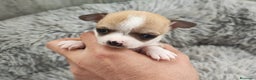 Chihuahua perros en venta: CHIHUAHUA HEMBRA TOY - Anuncio 2