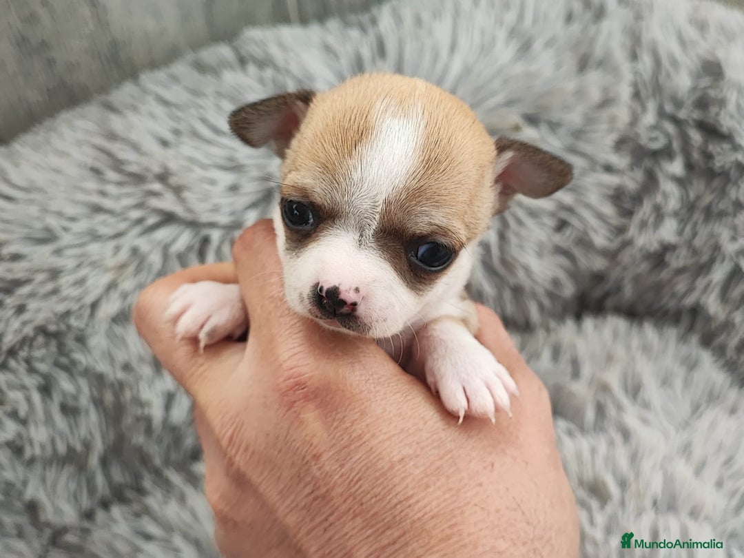 Chihuahua perros en venta: CHIHUAHUA HEMBRA TOY - Anuncio 2
